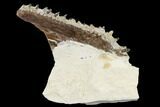 Fossil Fish (Ichthyodectes) Jaw Section - Kansas #114014-1